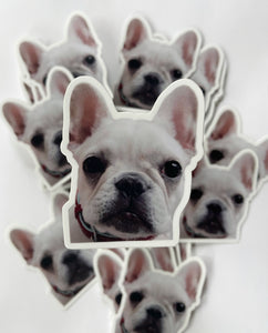 Frenchie Pup Sticker