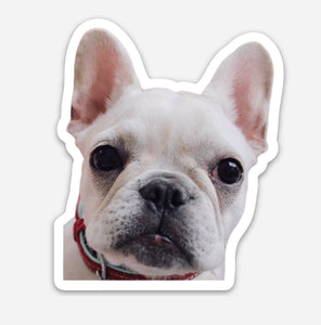 Frenchie Pup Sticker